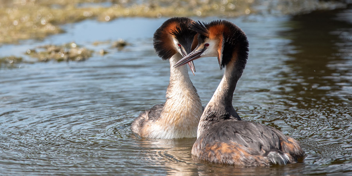 Grèbes huppés dans l'eau